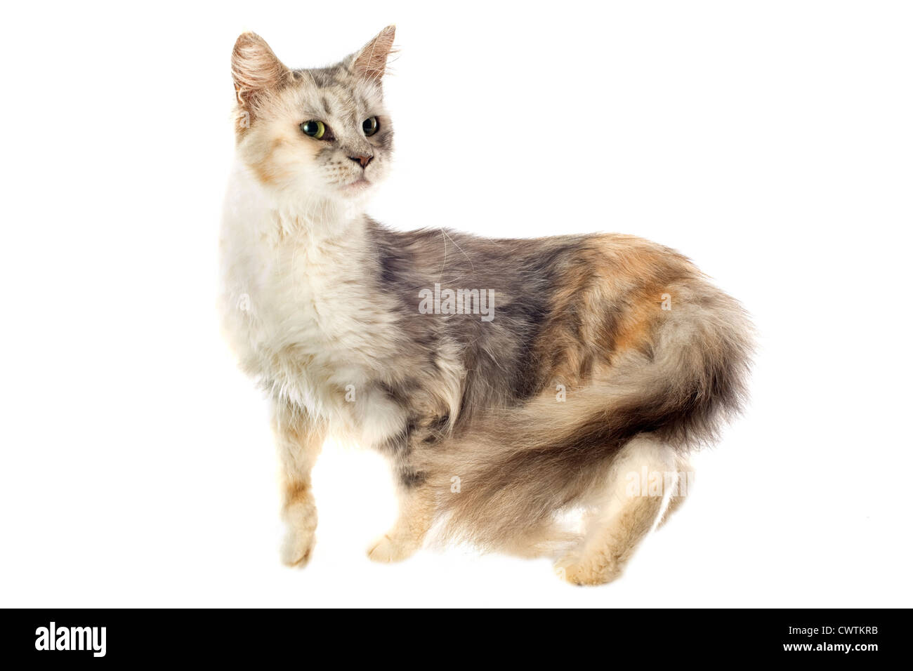portrait of a purebred maine coon cat on a white background Stock Photo ...