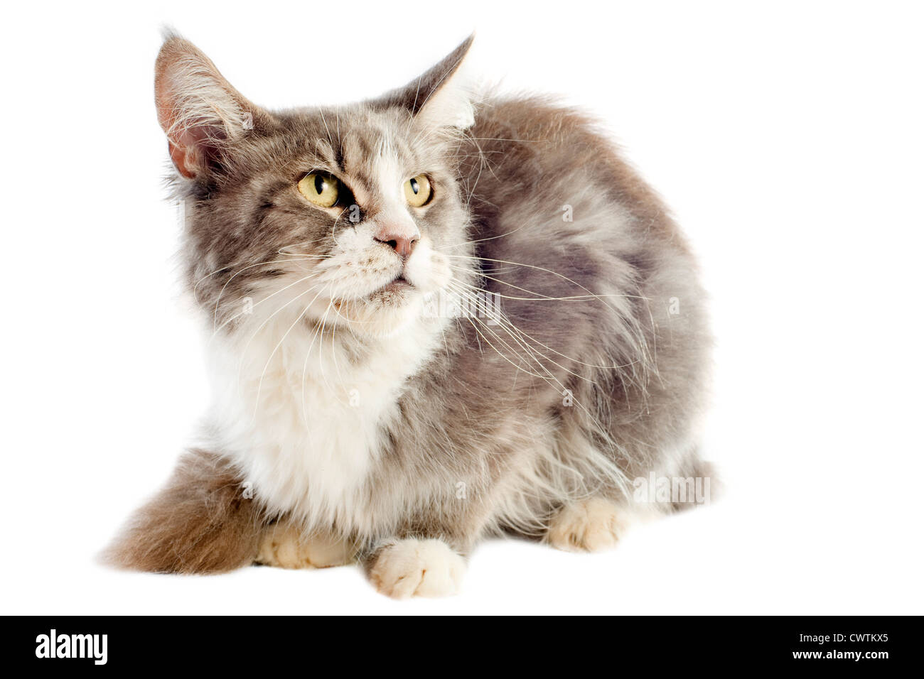 portrait of a purebred maine coon cat on a white background Stock Photo ...