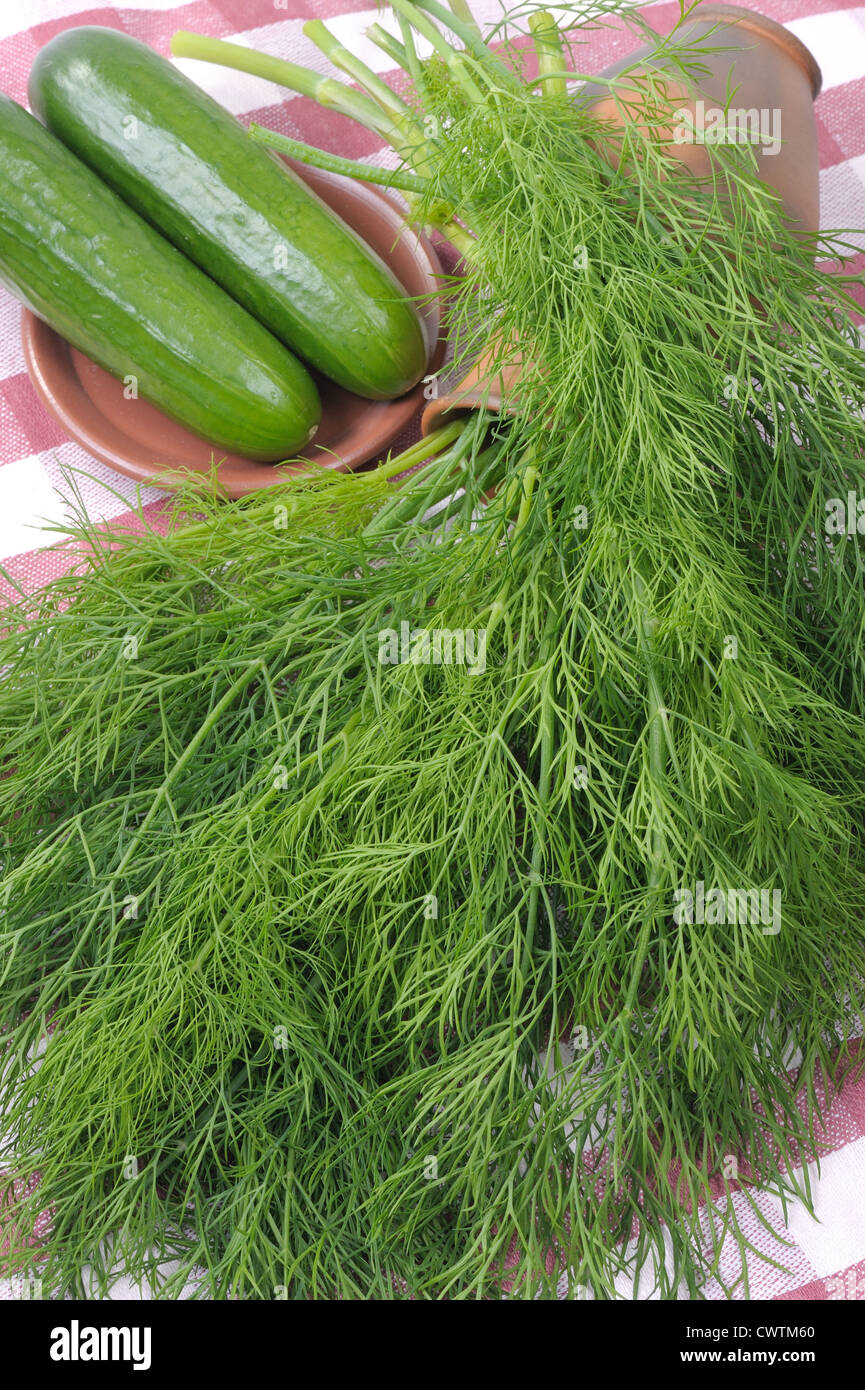 The bunch of dill lying on a napkin on kitchen Stock Photo Alamy