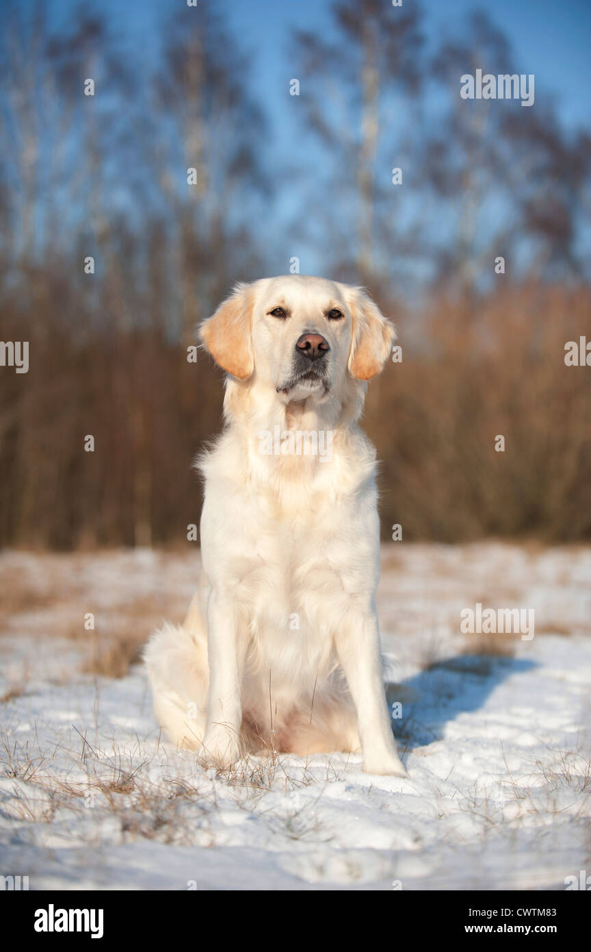 sitting Golden Retriever Stock Photo - Alamy