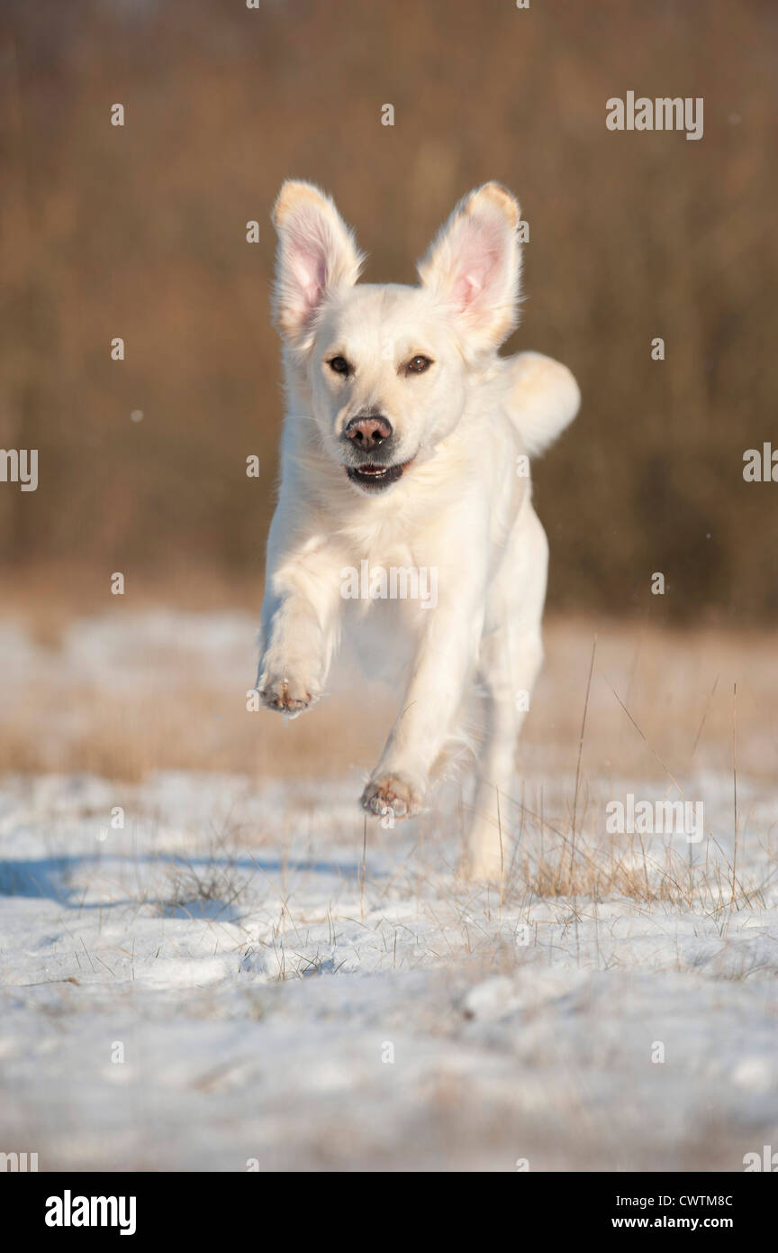 running Golden Retriever Stock Photo - Alamy