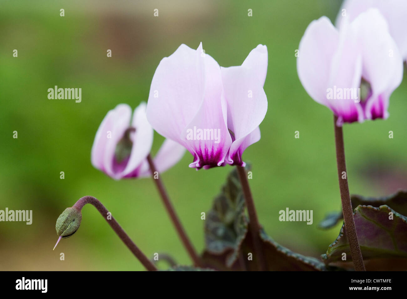 Cyclamen graecum flowers growing in a protected environment. Stock Photo
