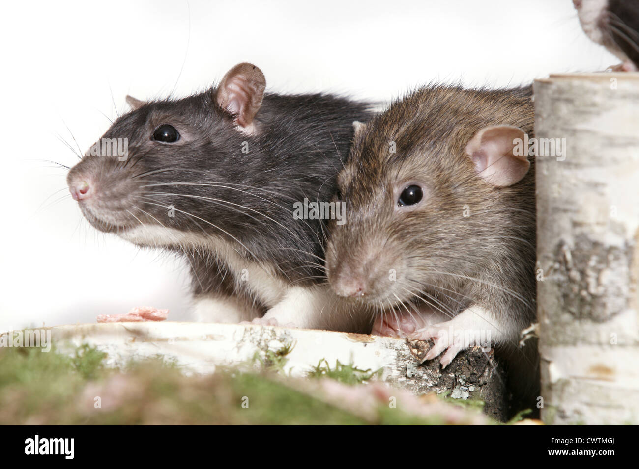 Rats ship hi-res stock photography and images - Alamy