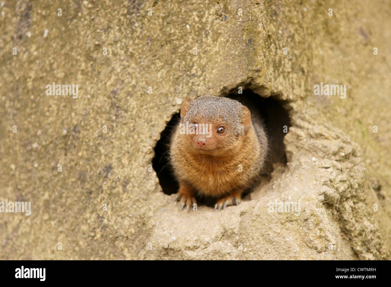 dwarf mongoose Stock Photo