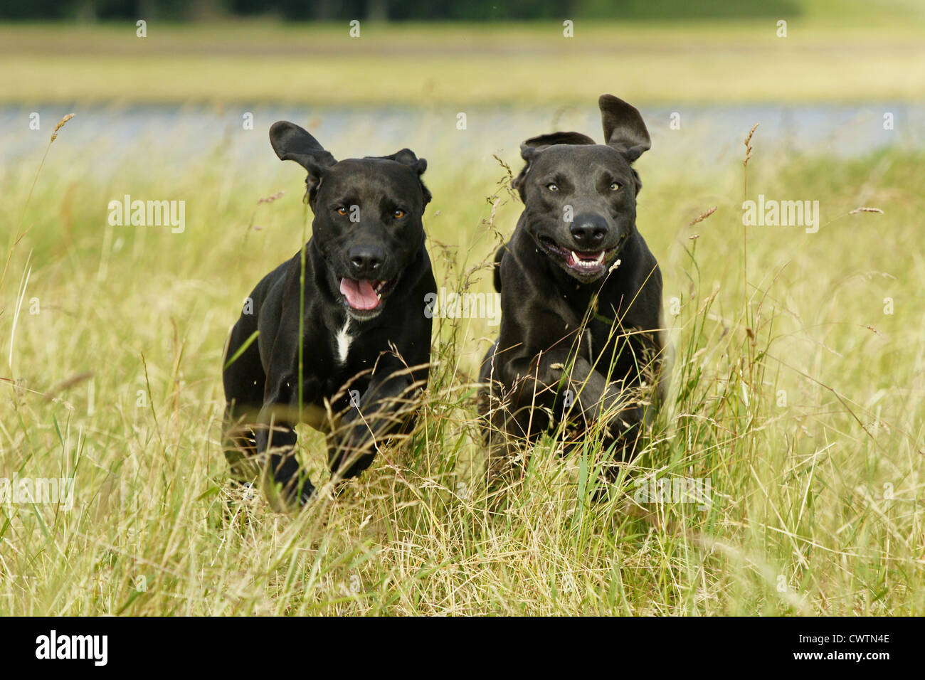 playstation 2 игры dogs