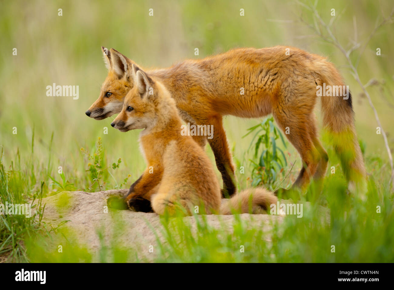 Red fox kit hi-res stock photography and images - Alamy