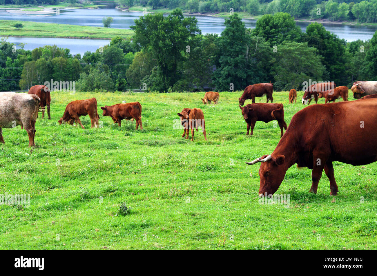 A herd of cattle grazing on a hillside Stock Photo - Alamy