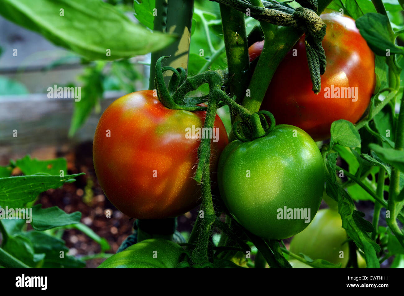 Tomatoes ripening on the vine Stock Photo Alamy