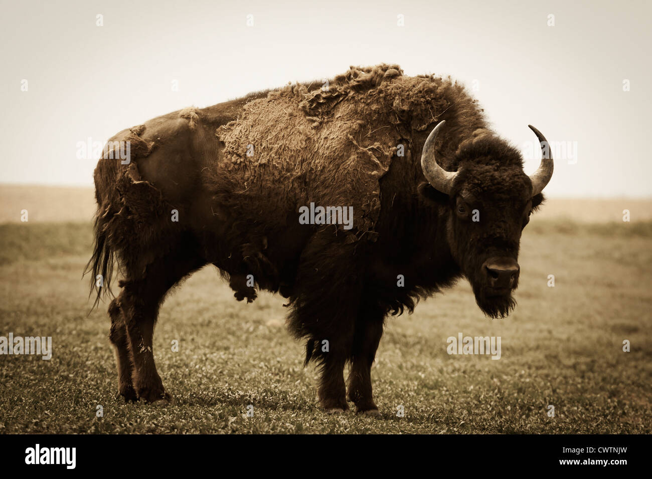 An American Bison in the Badlands of South Dakota Stock Photo Alamy