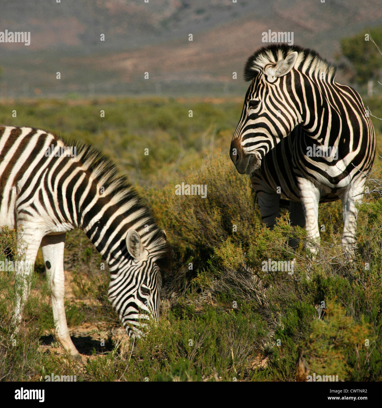Two Zebras South of Cape Town, Western Cape, South Africa Stock Photo