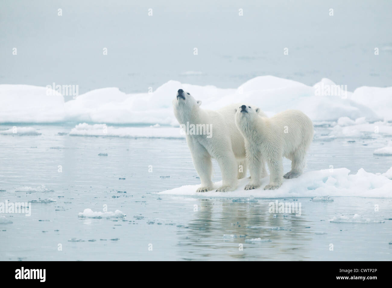 Polar bear (Ursus maritimus), mother and son. Svalbard island, Norway ...