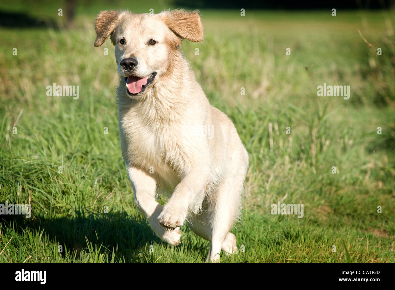 running Golden Retriever Stock Photo - Alamy