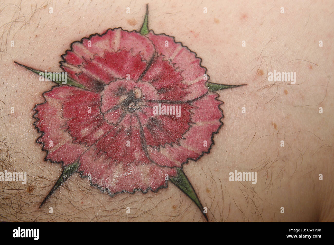 Sweet William flower tattoo on man's chest Stock Photo