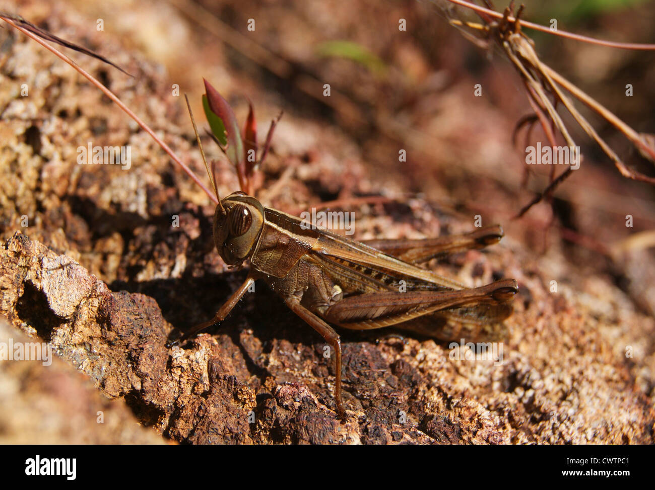 Locust camouflage type Insect found on the valleys of Western ghats at South India Stock Photo