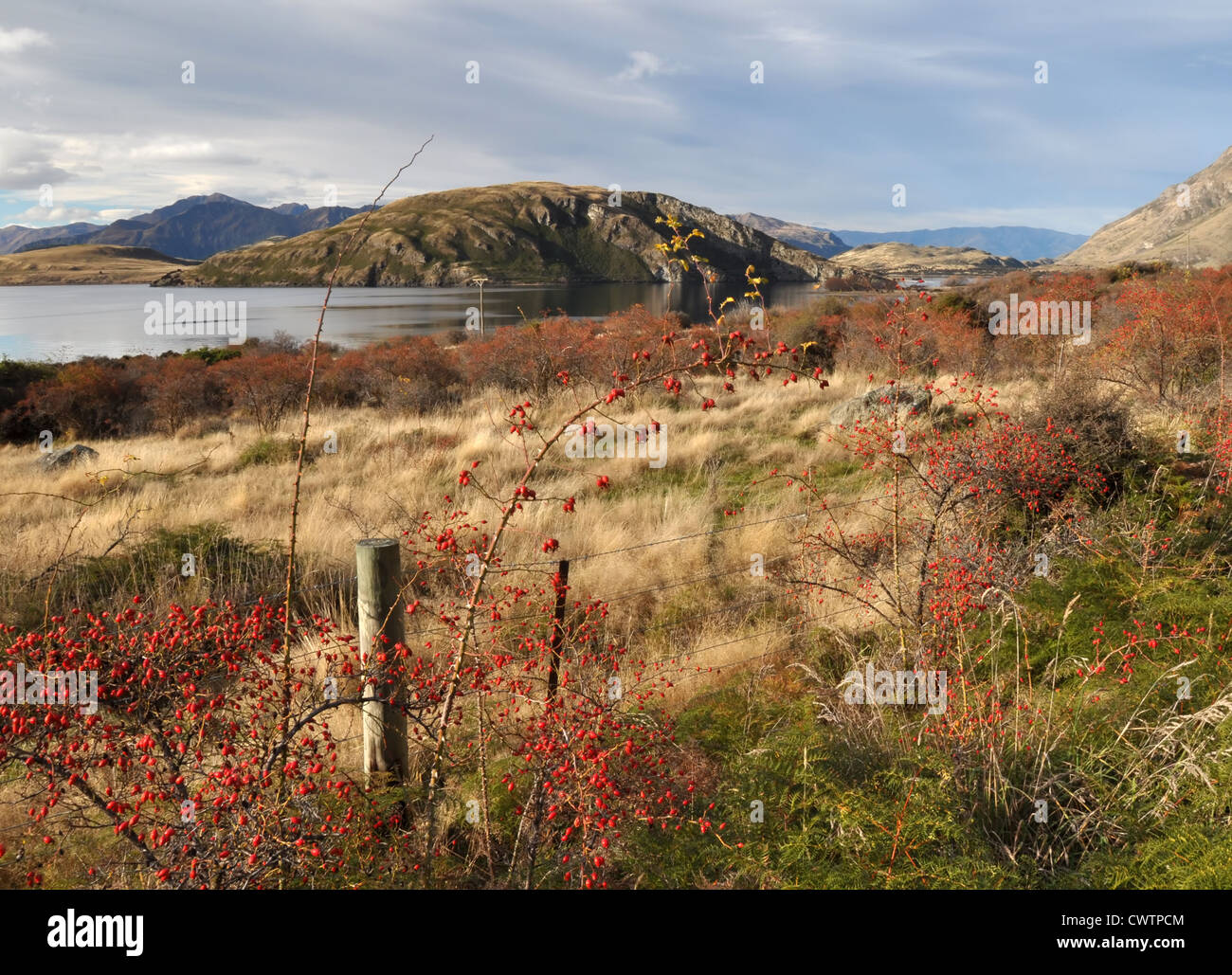Wild red Rose Hips bushes and berries in Autumn on the shores of Lake Wanaka in Central Otago, New Zealand. Stock Photo