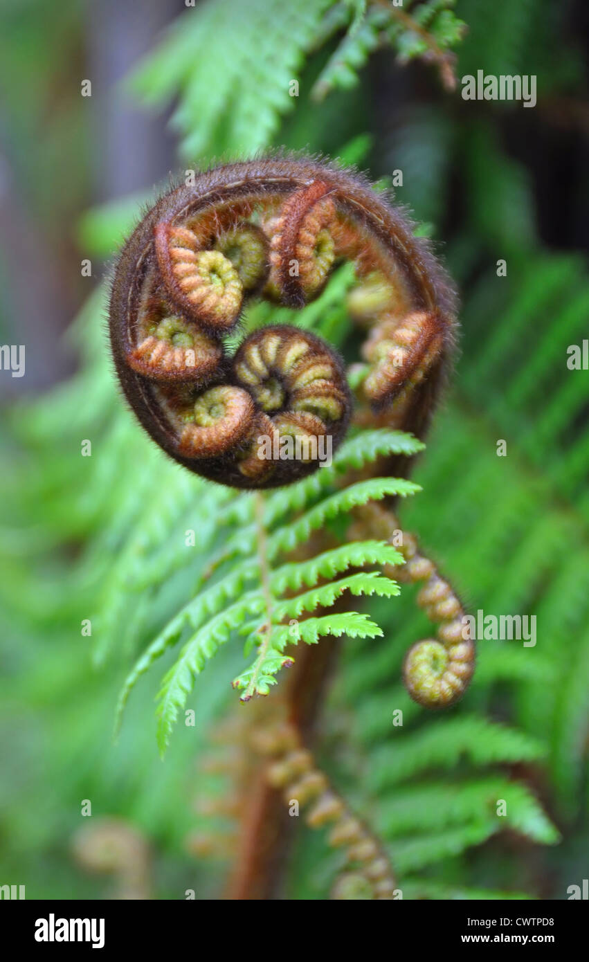 New Zealand giant Silver Fern. The Koru is the Maori word for the spiral shape of a new unfurling giant silver fern frond. Stock Photo