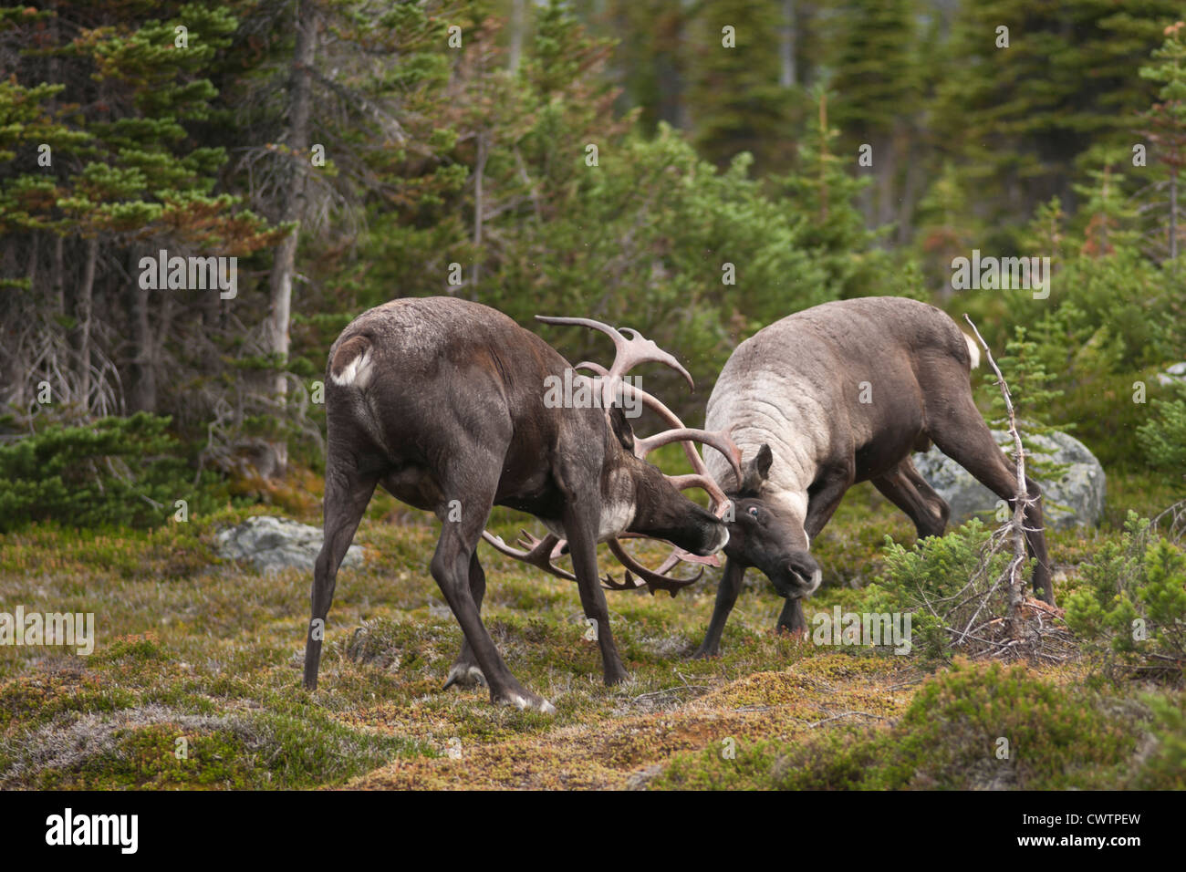 Two bull elk rutting Stock Photo - Alamy