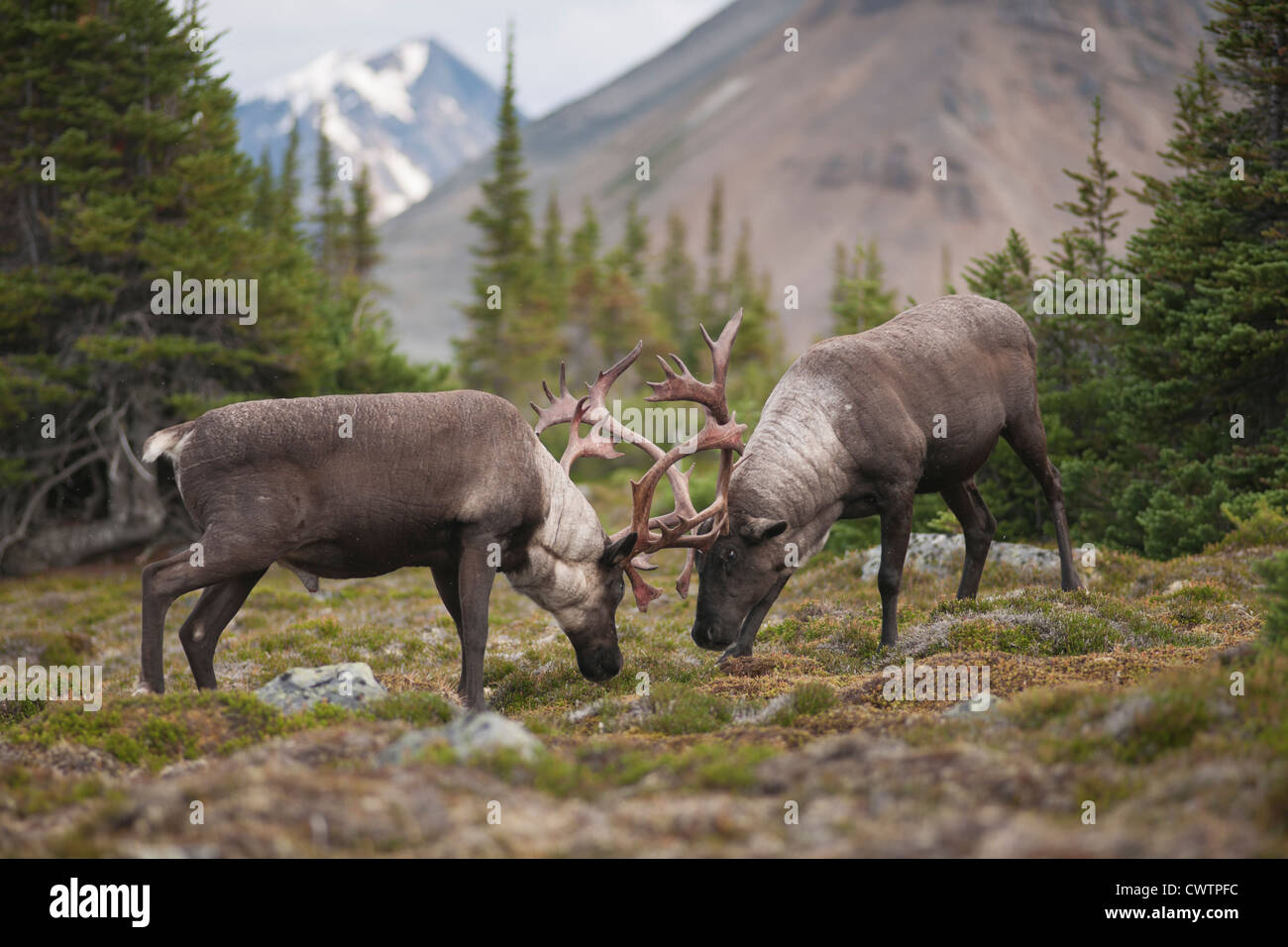 Two bull elk rutting Stock Photo - Alamy