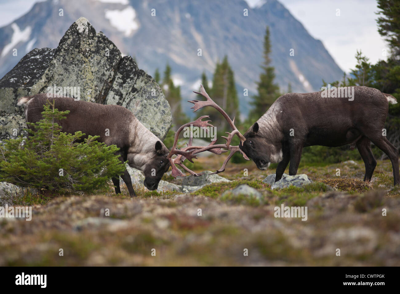 Two bull elk rutting Stock Photo - Alamy