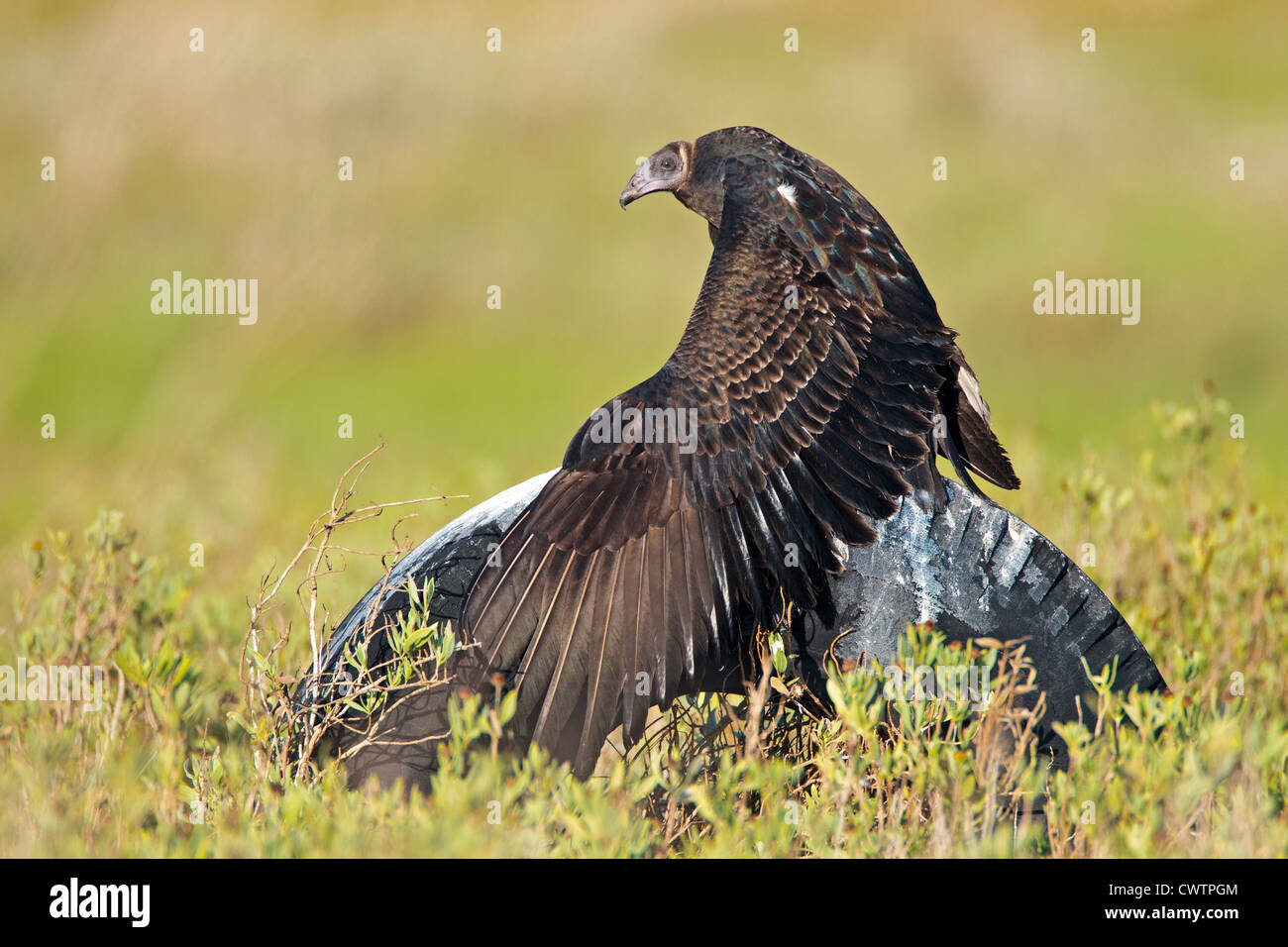 A turkey vulture waiting on an old tire Stock Photo