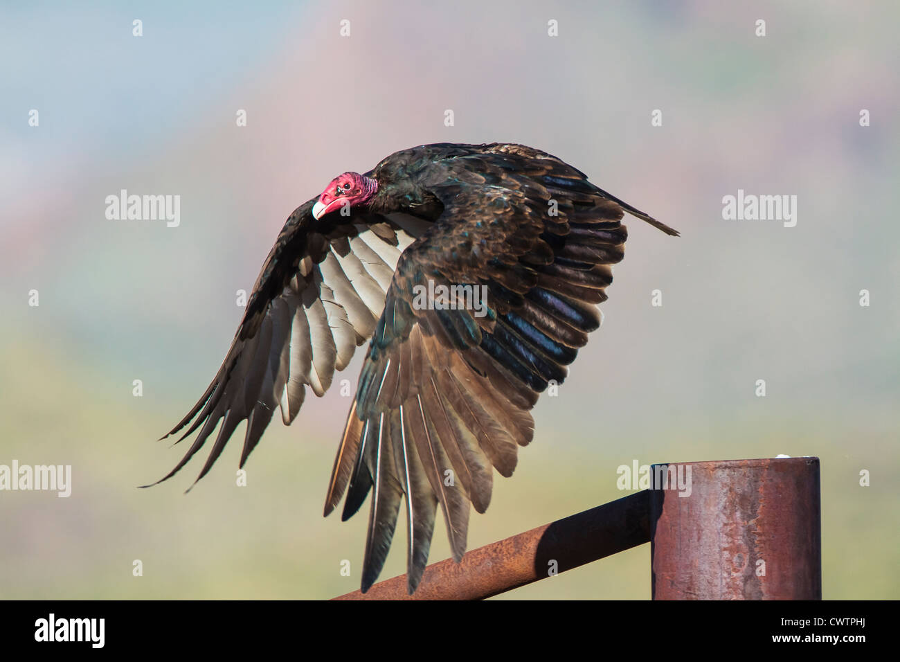 Turkey vulture taking off from a West Texas fence post Stock Photo Alamy