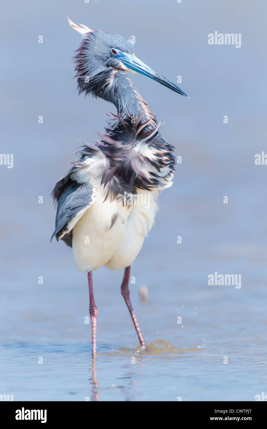 Close up comical tri-colored Heron Stock Photo