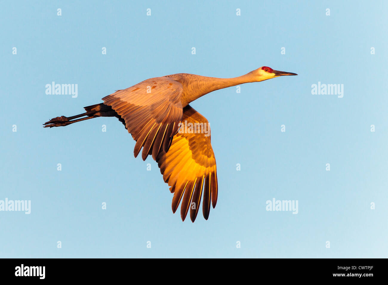 Sandhill crane in flight Stock Photo