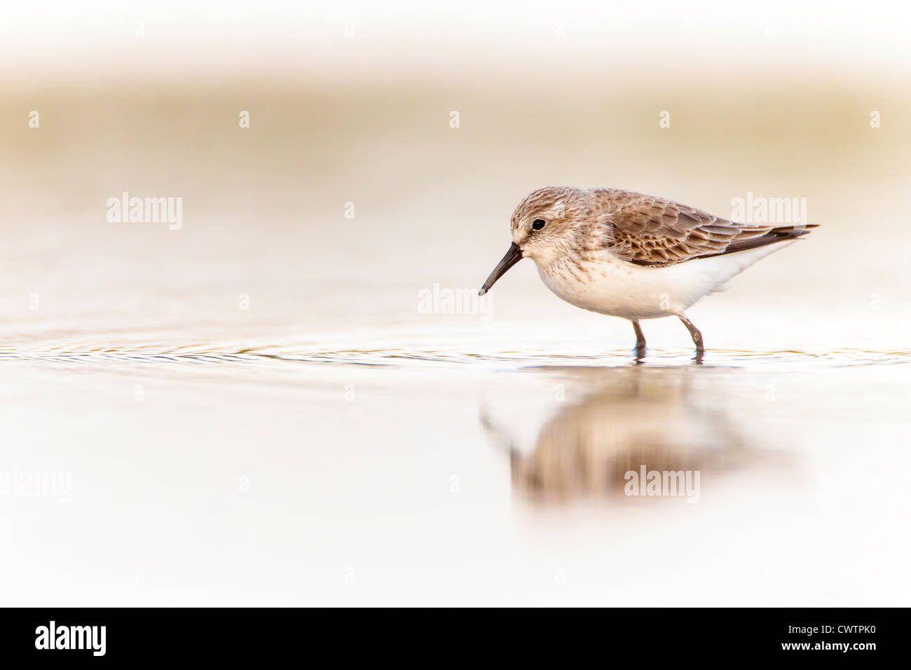 Isolated Western Sandpiper, close up. Stock Photo