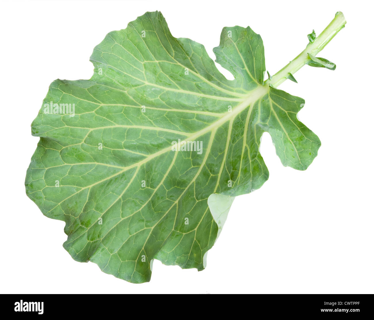 Fresh green cabbage leaf Stock Photo Alamy