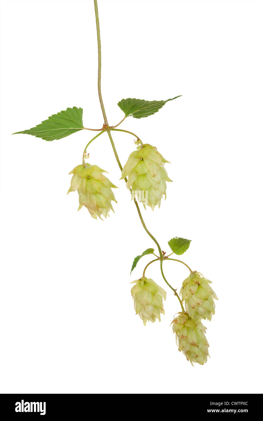 Branch of hops Stock Photo