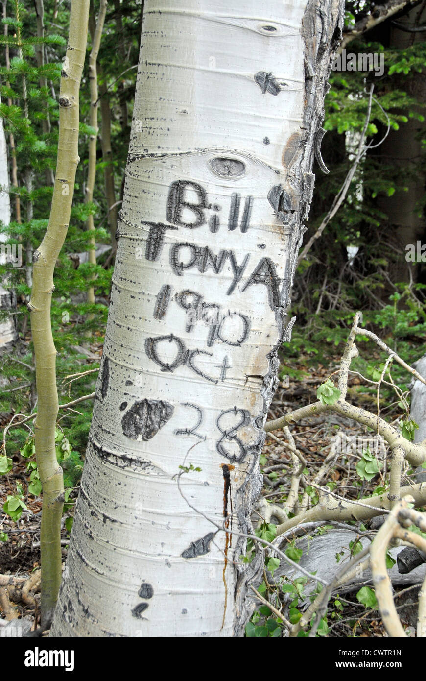 Carved names in aspen tree while horse back riding in Grand Staircase, Escalante National Monument, Utah Stock Photo