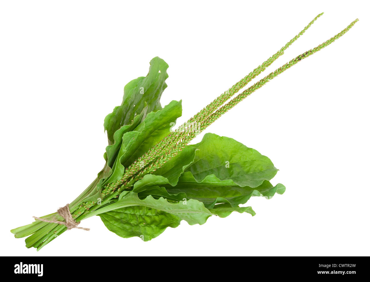 Medicinal plant. Plantain Stock Photo - Alamy