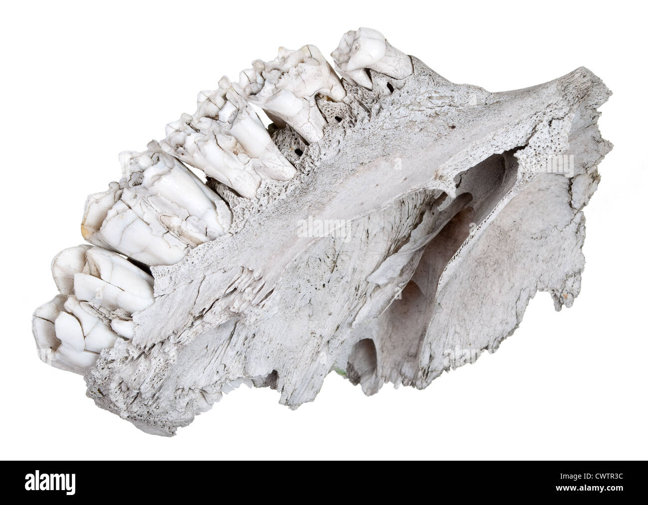 The jaw of an ancient herbivore Stock Photo