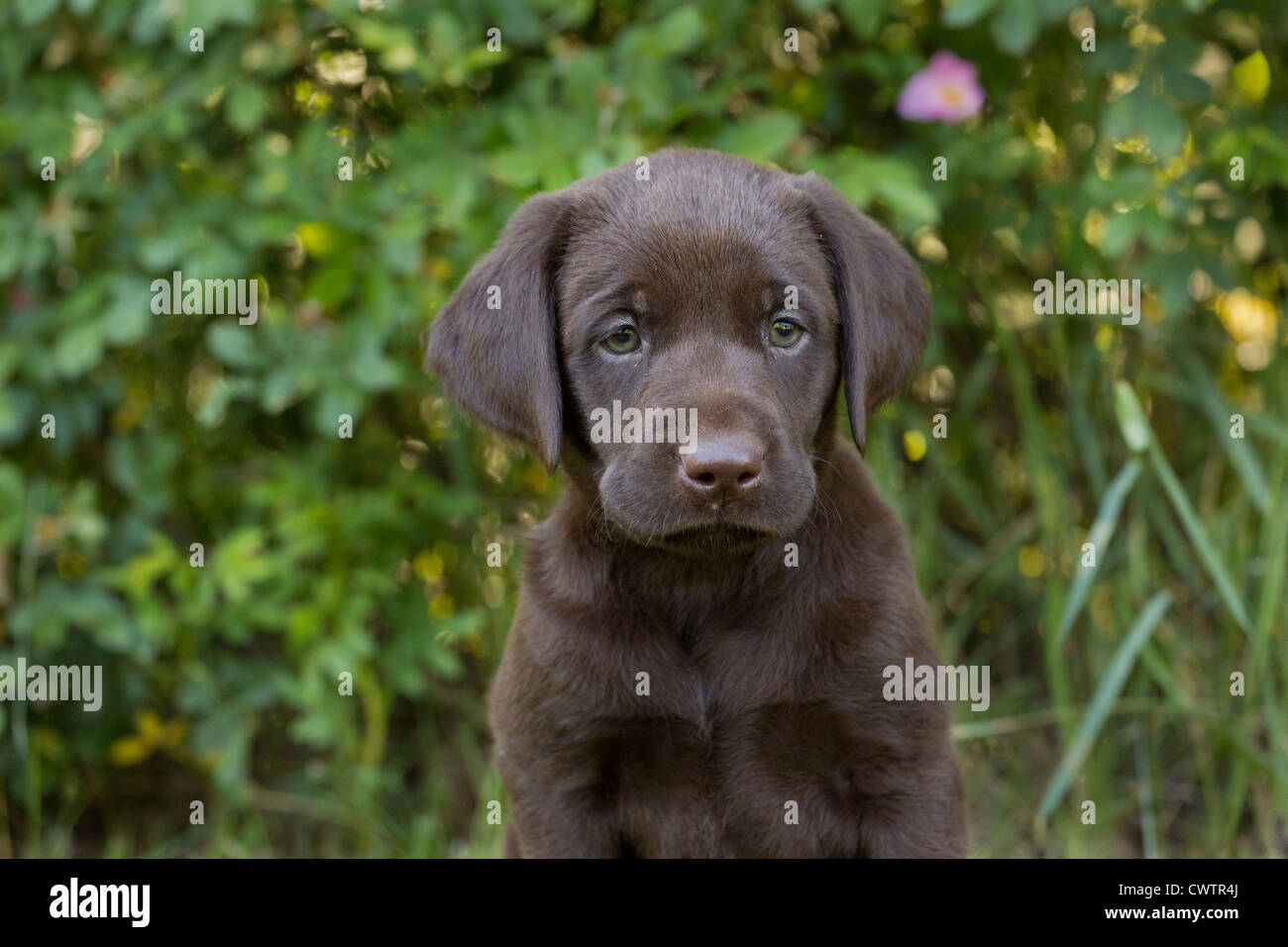 Chocolate Labrador puppy Stock Photo
