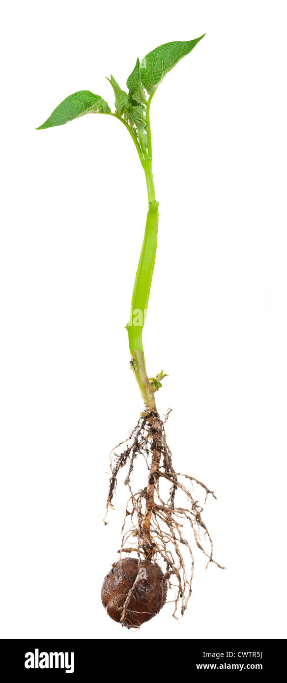 Potato sprout from the root Stock Photo Alamy