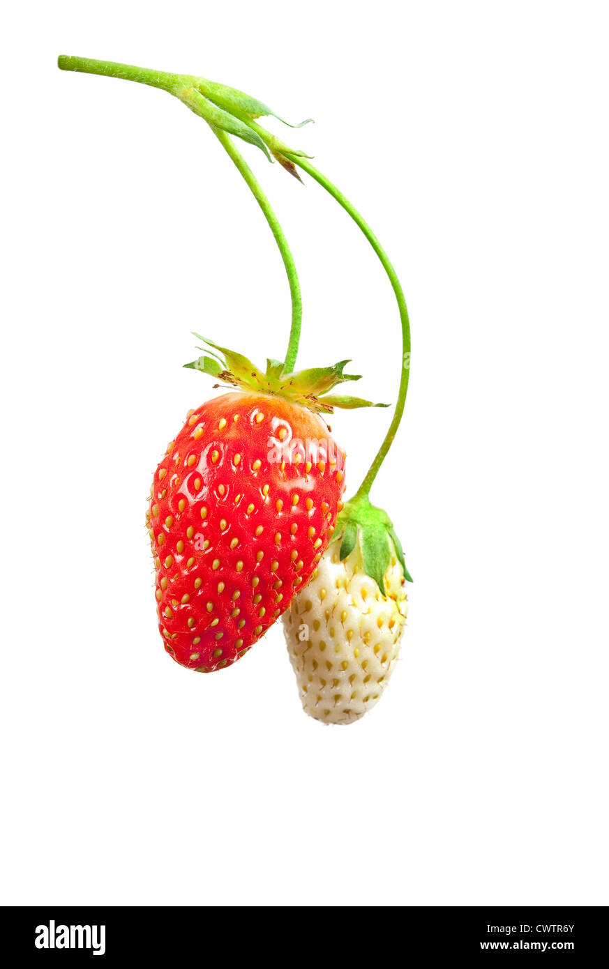 Unripe strawberry hi-res stock photography and images - Alamy