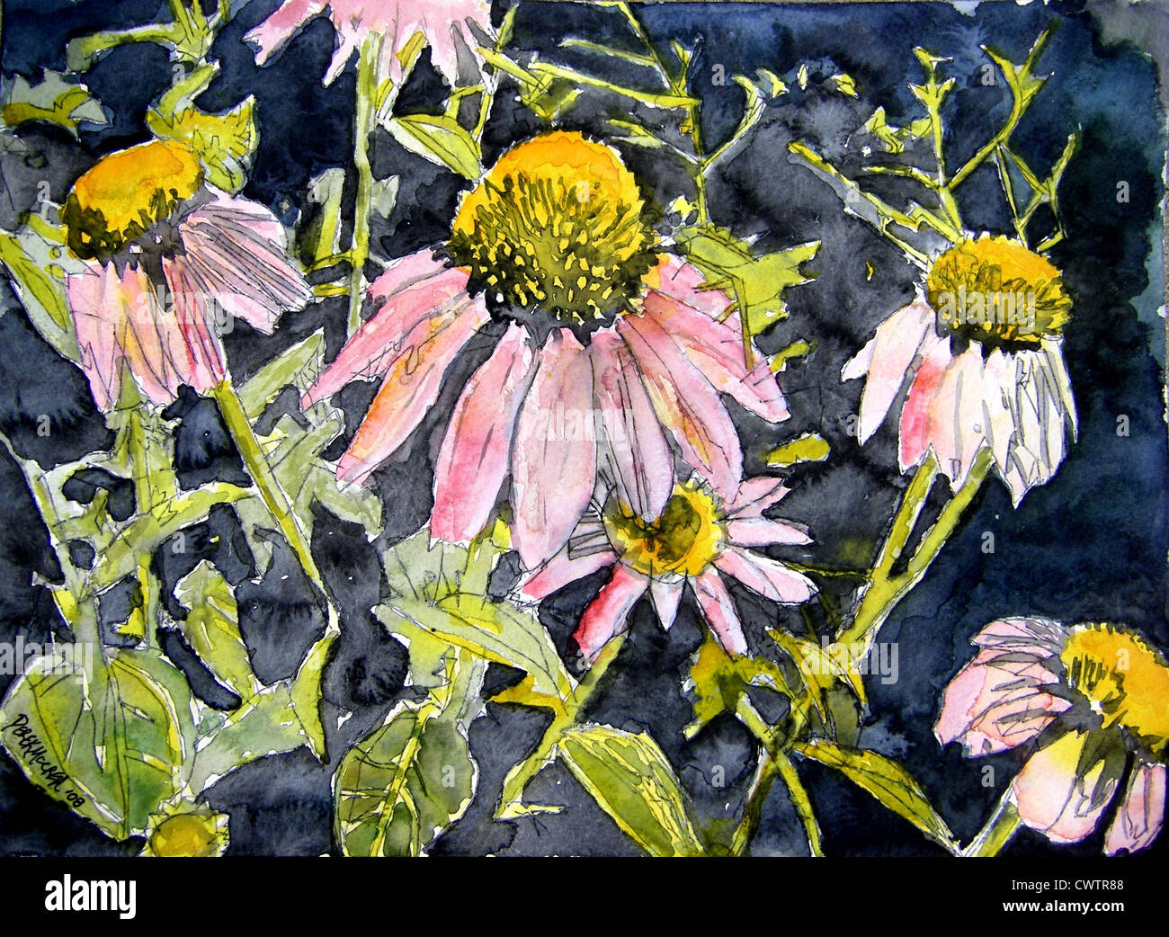 echinacea coneflowers flower watercolor painting Stock Photo Alamy