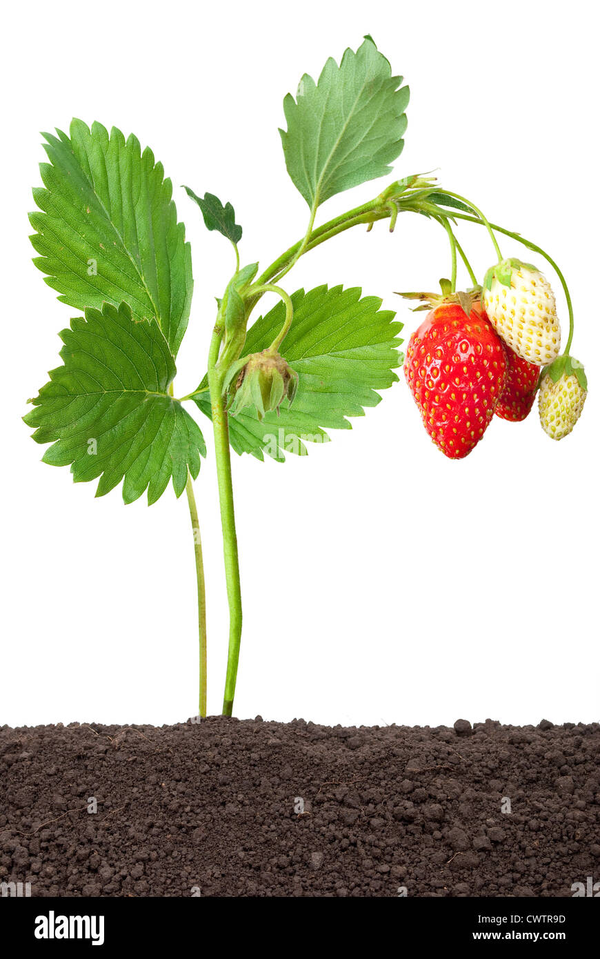 Unripe wild strawberry hi-res stock photography and images - Alamy