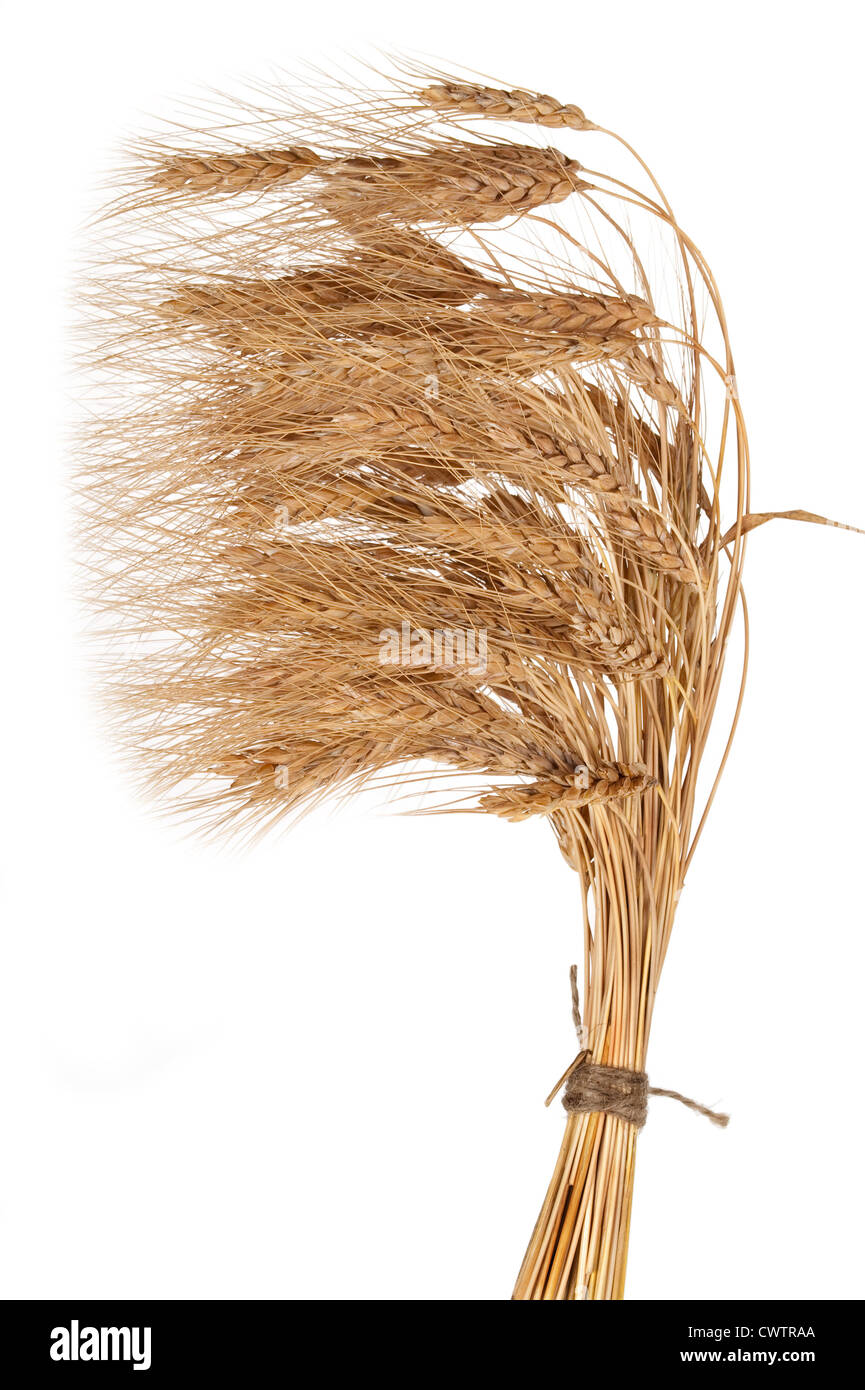 Sheaf of wheat Stock Photo Alamy
