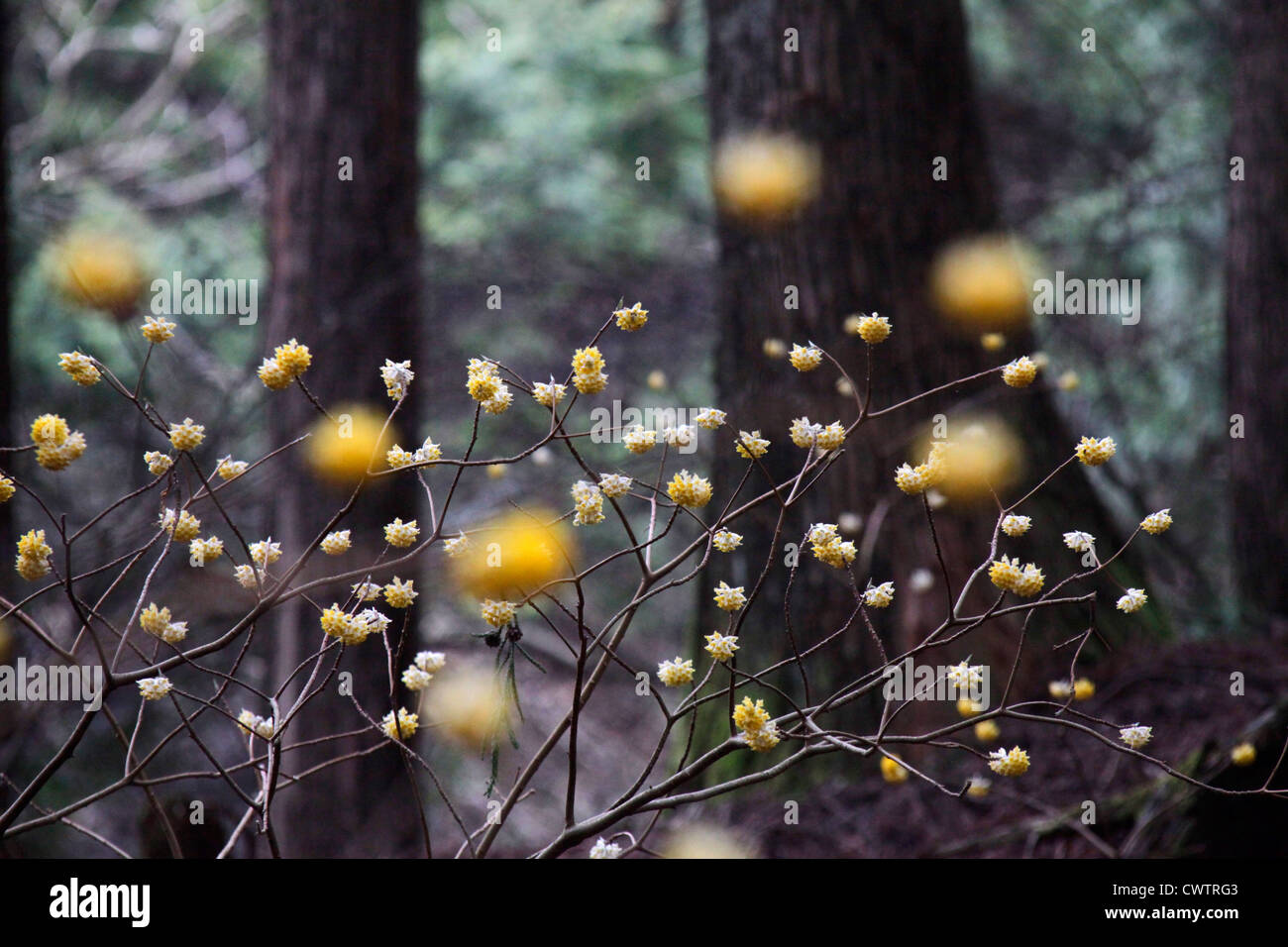Edgeworthia chrysantha in a Cryptomeria forest Japan Stock Photo