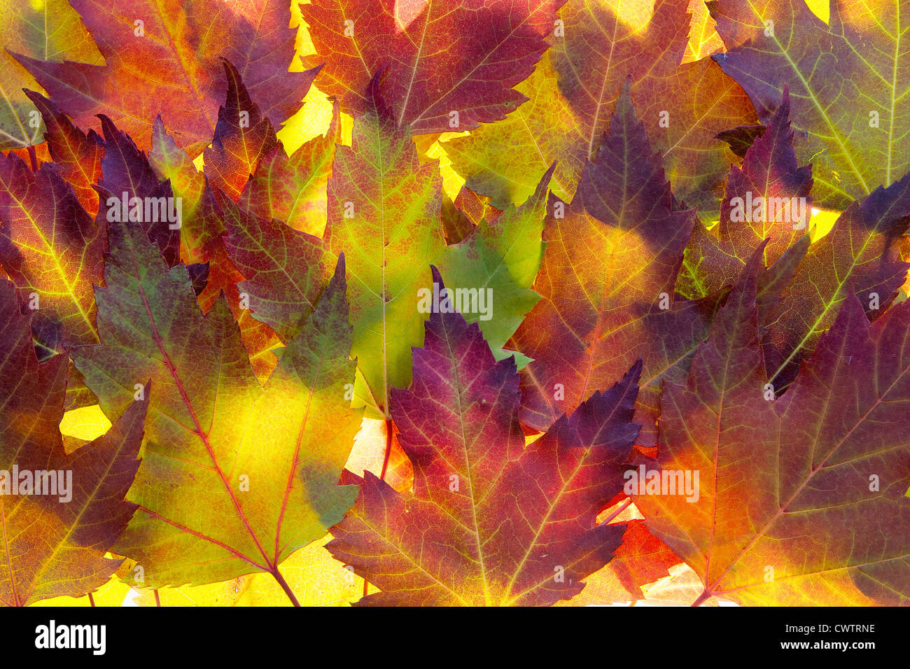 Fall Maple Leaves Background Backlit in Autumn Sun Stock Photo