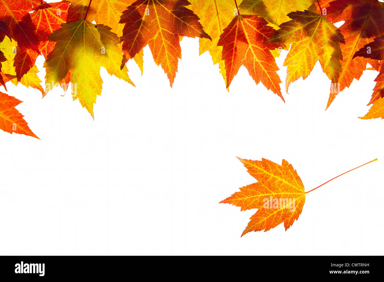 Hanging Fall Maple Leaves Border Isolated on White Background Stock Photo