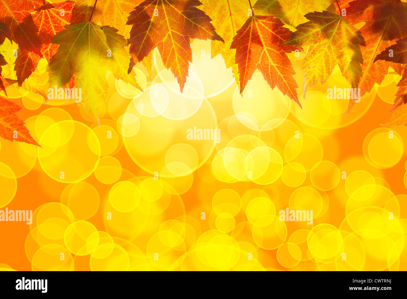 Hanging Fall Maple Tree Leaves Border Isolated on White Background Stock Photo