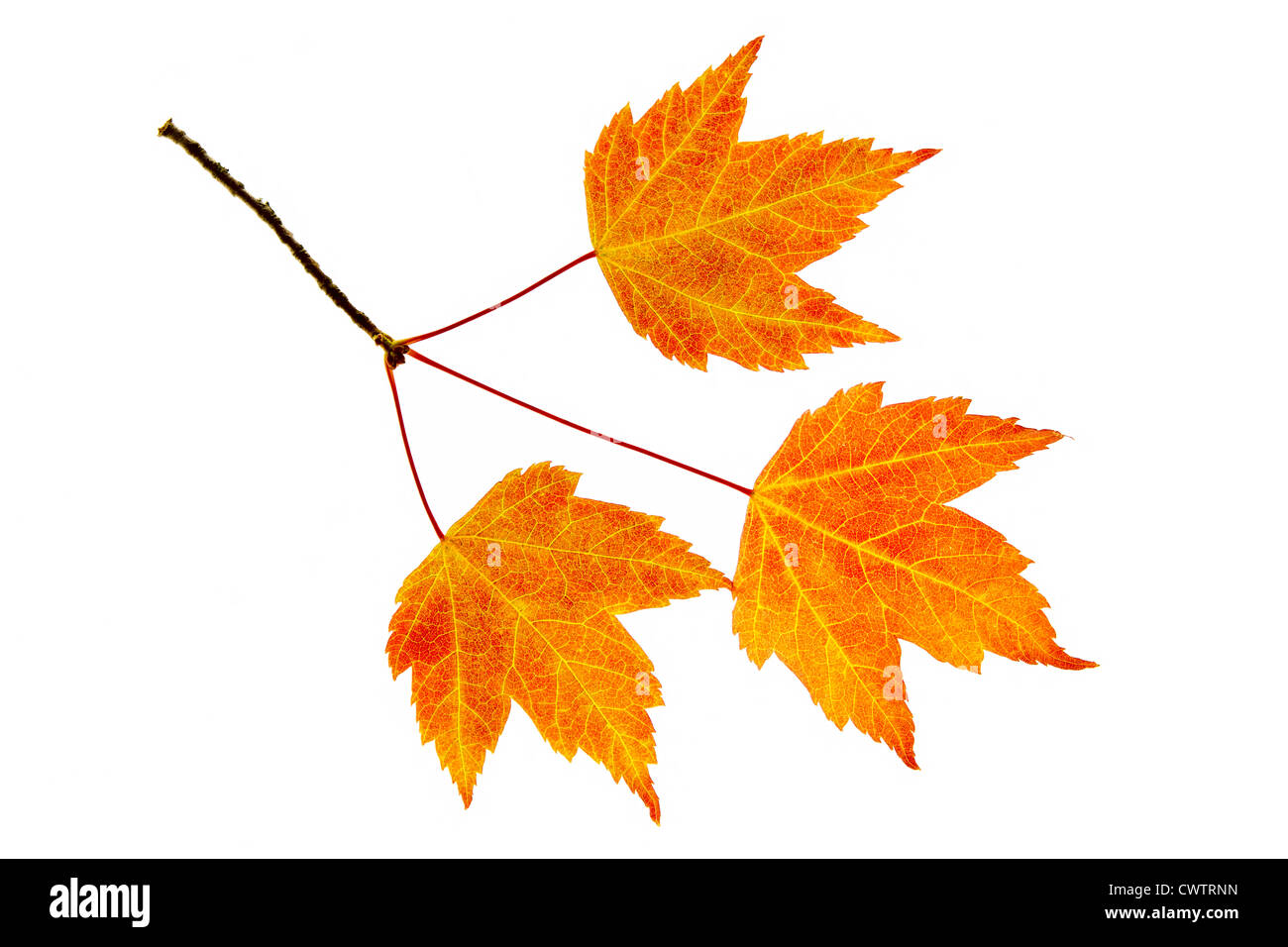 Fall Maple Leaves Trio on Branch Isolated on White Background Stock Photo