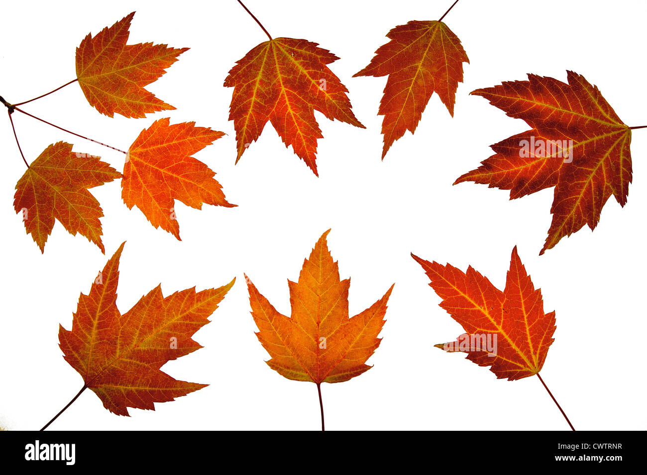 Red Maple Tree Leaves in Fall Isolated on White Background Stock Photo