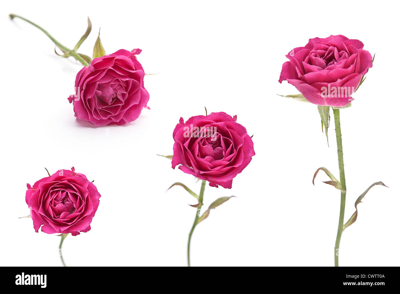 Pink rose closeup set isolated on white Stock Photo - Alamy