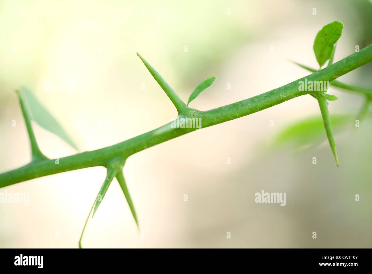 Closeup view of plant twig with thorns Stock Photo