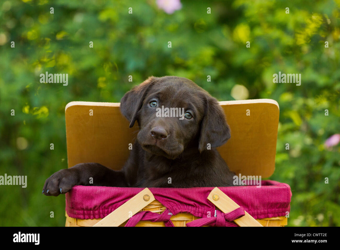 Chocolate Labrador retriever Stock Photo