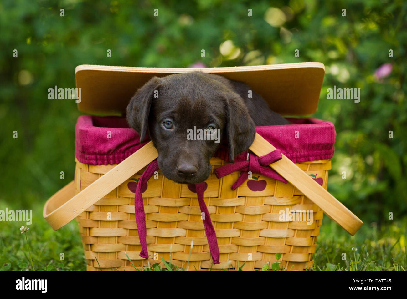 Chocolate Labrador retriever Stock Photo