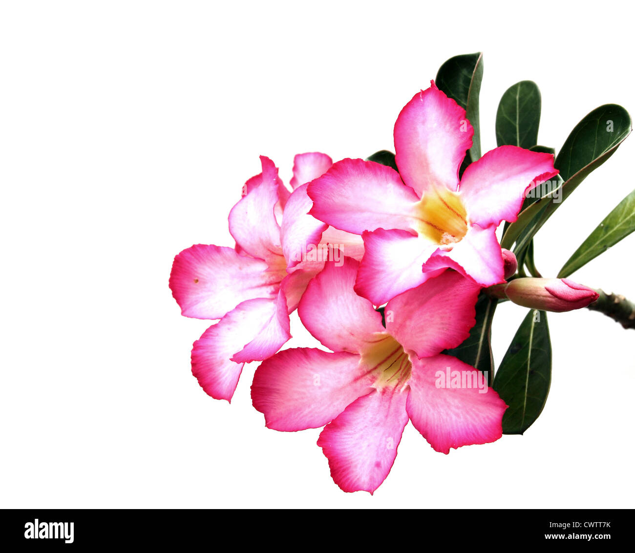 Hot pink flowers Cut Out Stock Images & Pictures - Alamy